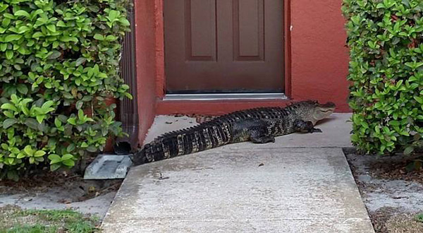 Alligator